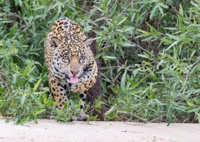 Christian-Surber-Fotografie-Jaguar-Panthera-onca-2514