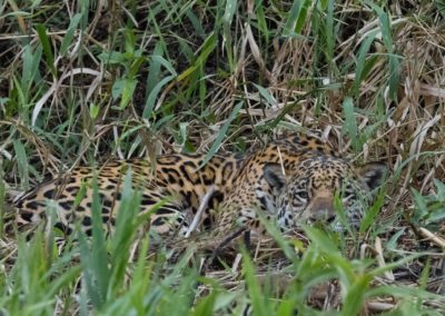 Christian-Surber-Fotografie-Jaguar-Panthera-onca-0698
