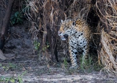 Christian-Surber-Fotografie-Jaguar-Panthera-onca-1641