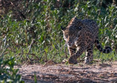 Christian-Surber-Fotografie-Jaguar-Panthera-onca-2384