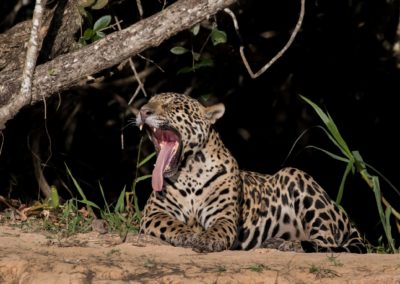 Christian-Surber-Fotografie-Jaguar-Panthera-onca-4596