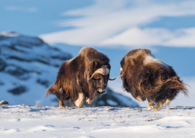 Christian-Surber-Fotografie-Moschusochse-Ovibos-moschatus-16x9-2139