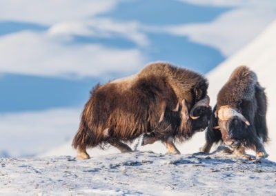 Christian-Surber-Fotografie-Moschusochse-Ovibos-moschatus-7x3-2098