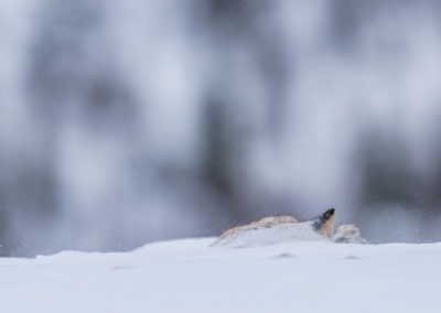 Christian-Surber-Fotografie-Rotfuchs-Vulpes-vulpes-0686