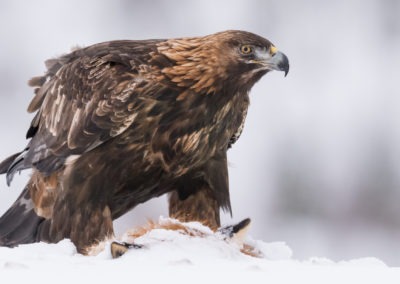 Christian-Surber-Fotografie-Steinadler-Aquila-chrysaetos-01-0866