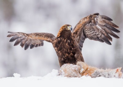 Christian-Surber-Fotografie-Steinadler-Aquila-chrysaetos-02-0869