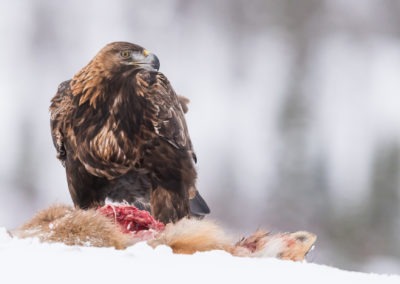 Christian-Surber-Fotografie-Steinadler-Aquila-chrysaetos-03-1140