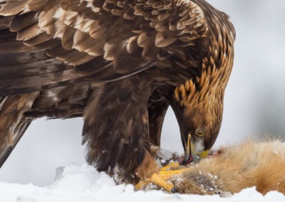 Christian-Surber-Fotografie-Steinadler-Aquila-chrysaetos-04-6167