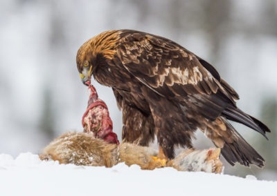 Christian-Surber-Fotografie-Steinadler-Aquila-chrysaetos-05-6491